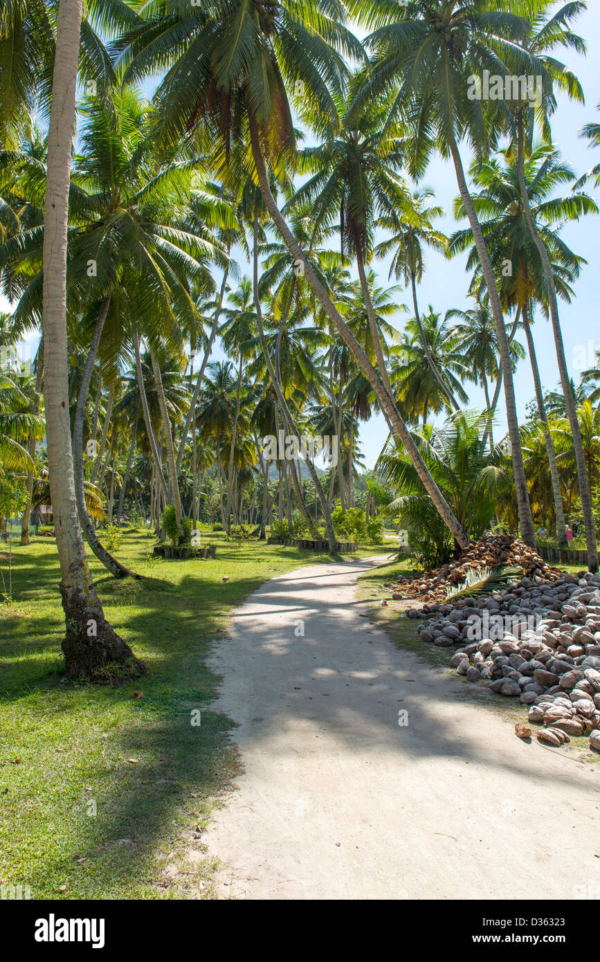 Bellissima vacanza tropicale nella calda soleggiata isola delle Seychelles gli oceani e le palme Foto Stock