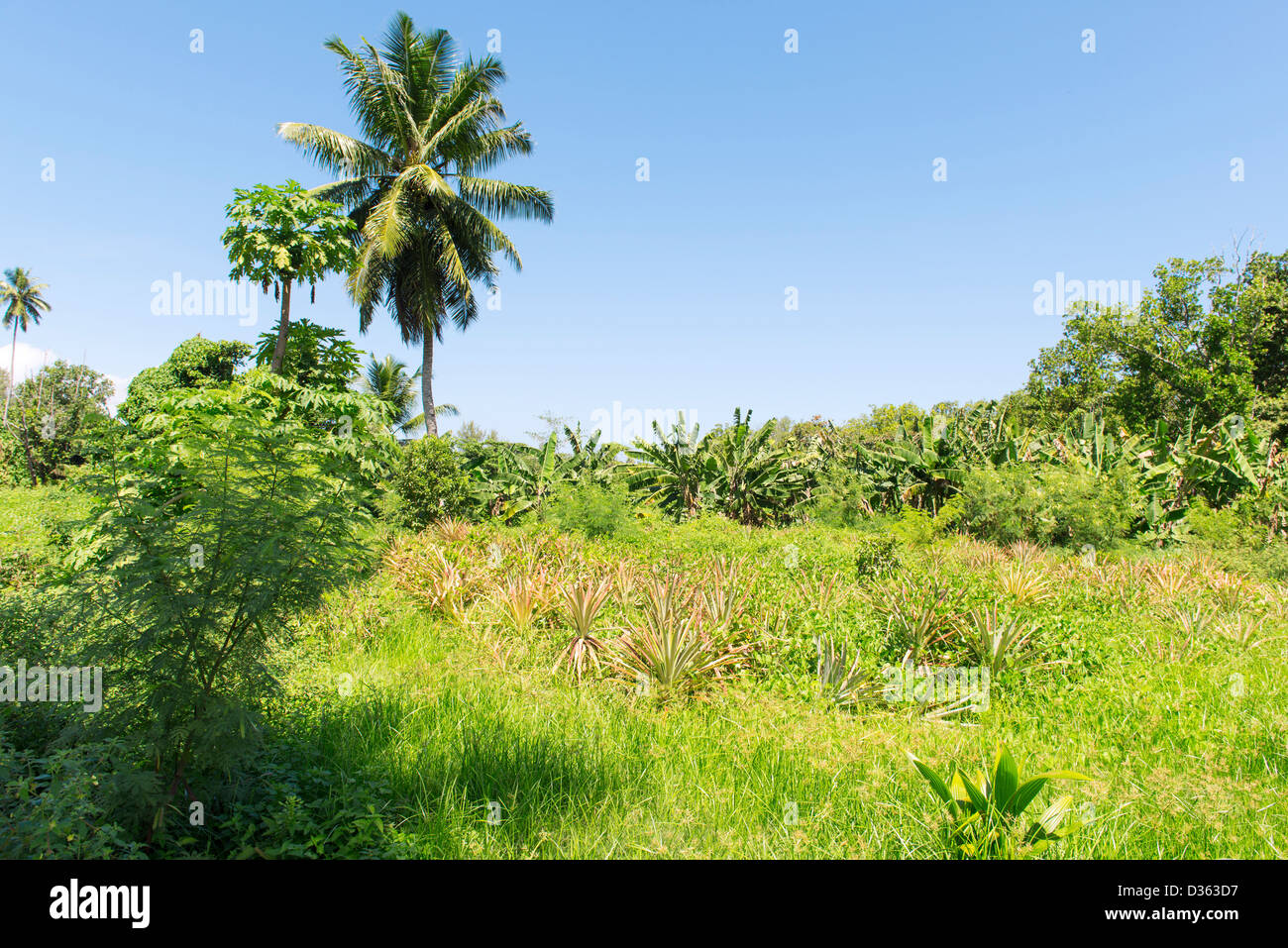 La piantagione di vaniglia sulla luminosa giornata di sole su Seychelles Island, La Digue Foto Stock