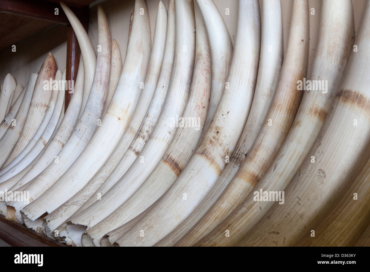 In Camerun, 3 ottobre 2012: avorio confiscato dal Ministero delle Foreste e della fauna selvatica da bracconieri e tenuto in negozio. Foto Stock