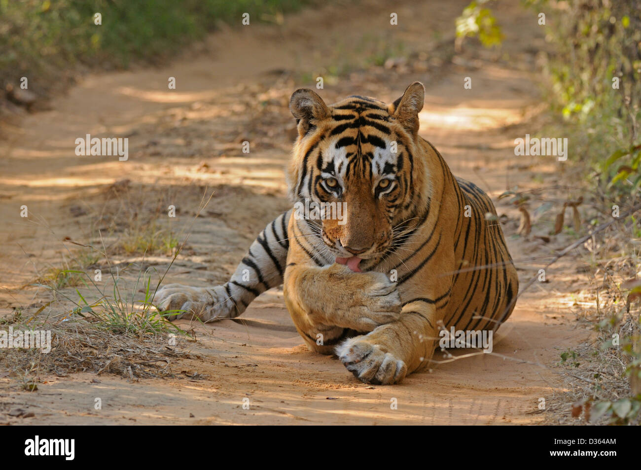 Tigre maschio in secco habitat decidui di Ranthanbhore riserva della tigre Foto Stock