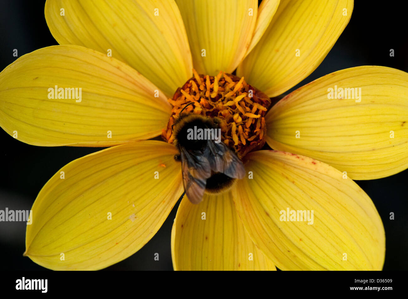 Un unico fiore giallo con sfondo nero che mostra un'ape nel centro. Foto Stock