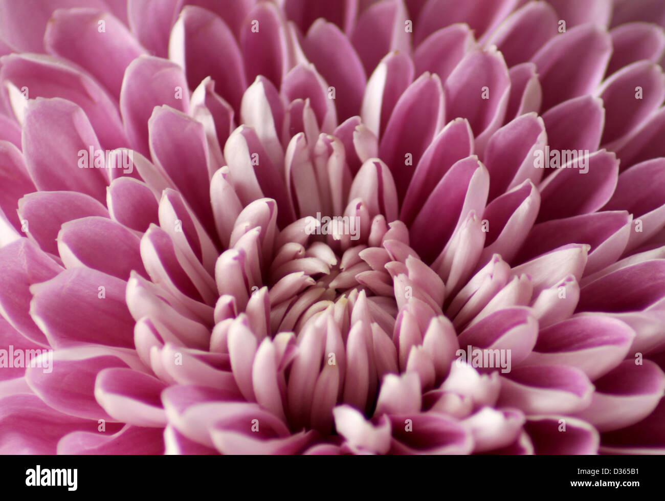 Crisantemo rosa fiore Foto Stock