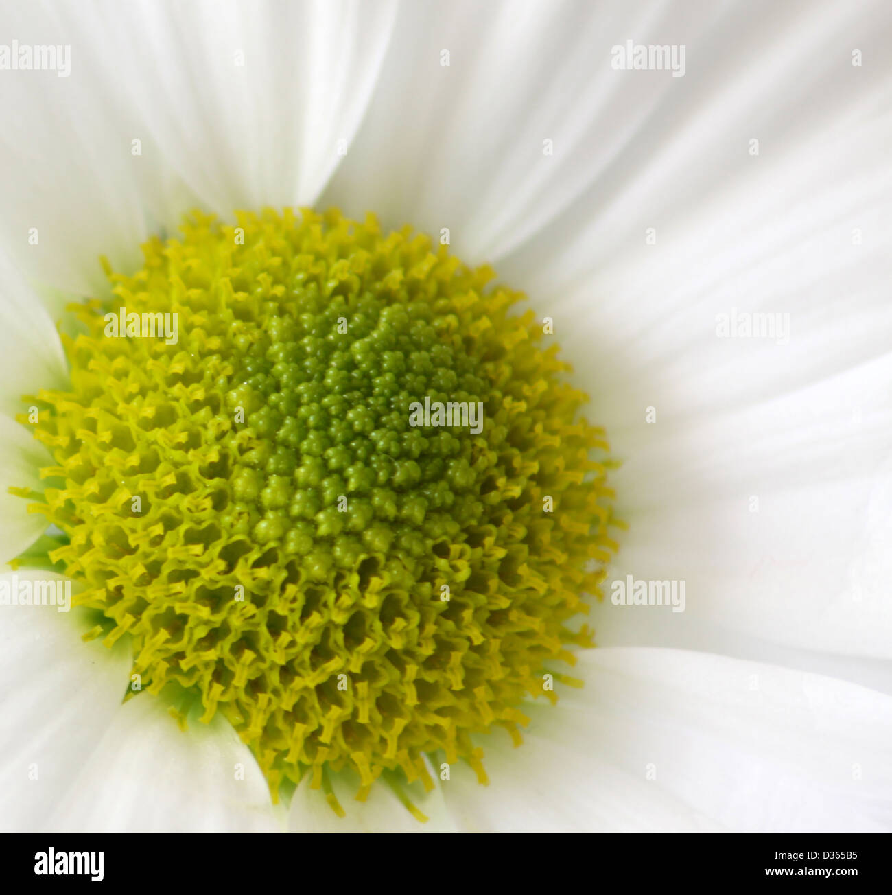 Macro di fiori bianchi Foto Stock