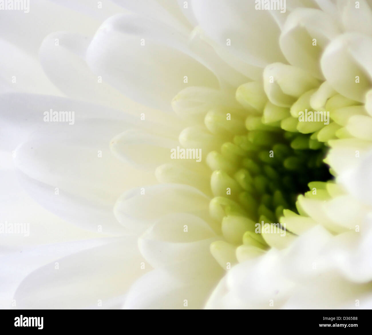 Crisantemo bianco macro Foto Stock