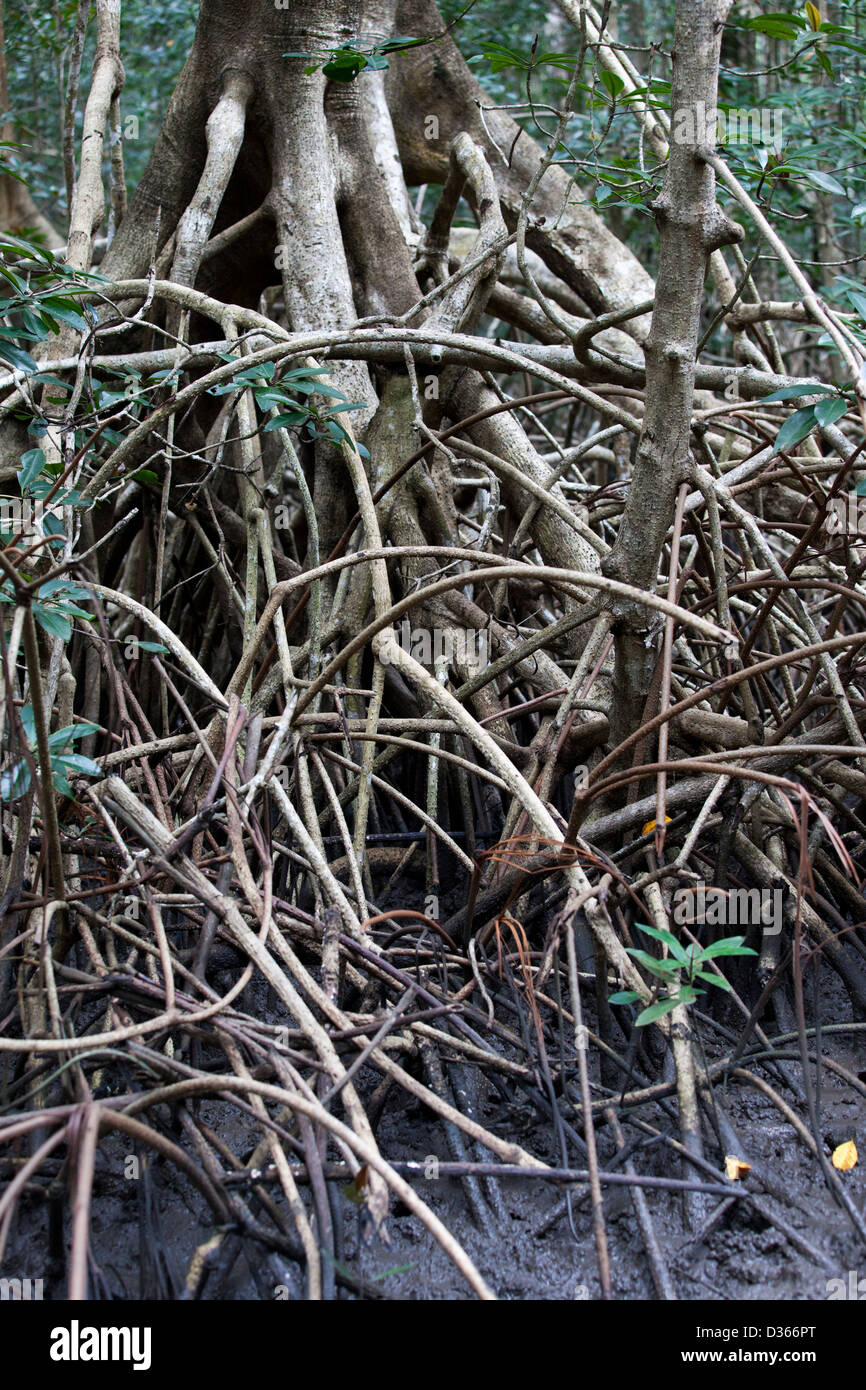 LIBREVILLE, Gabon, 5 ottobre 2012: queste le mangrovie sono ideali pesci sporning motivi e sono un'area protetta. Foto Stock