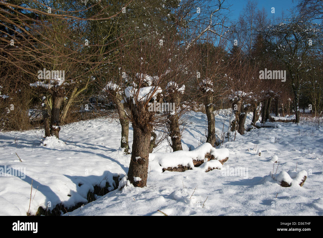 Paesaggio invernale con neve e pollard willow vicino all'acqua Foto Stock