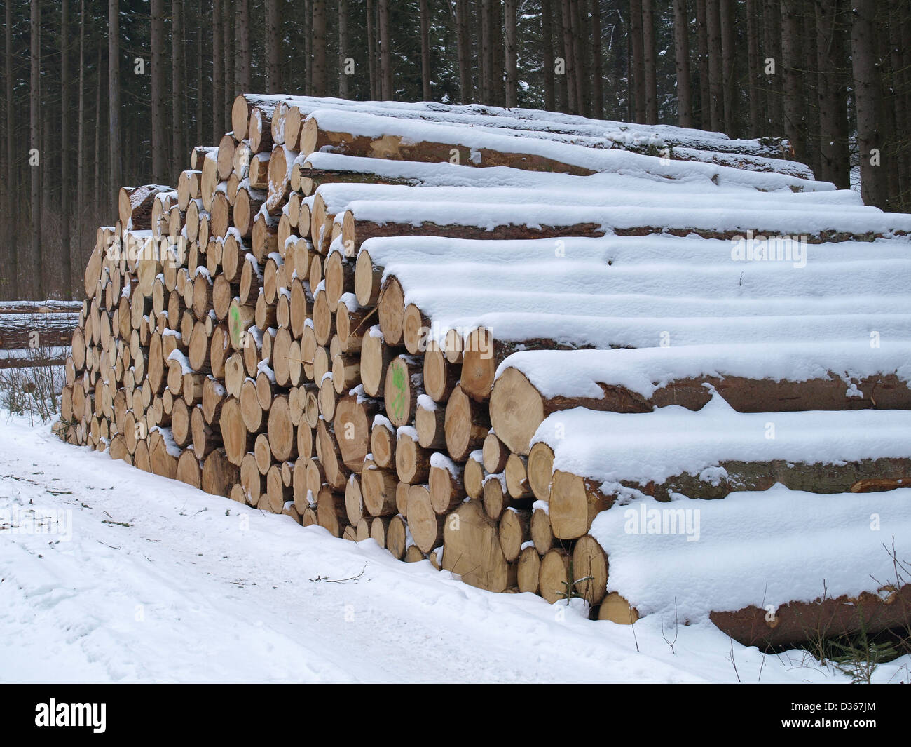 Lumberyard - snowbound log tagliati nel legno / Holzlager - verschneite, gefällte Baumstämme im Wald Foto Stock