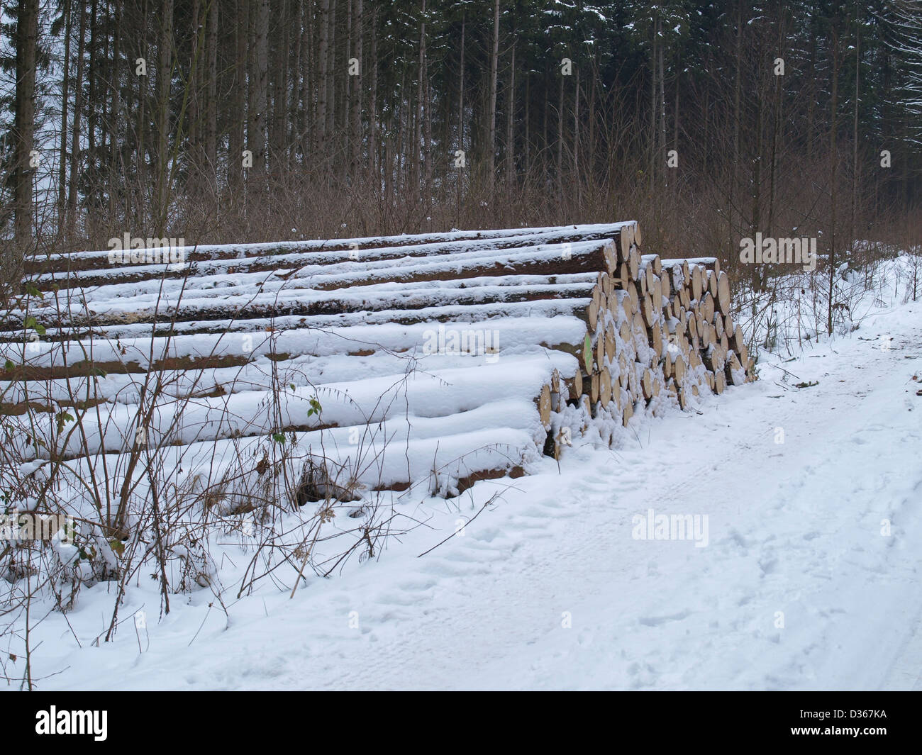 Lumberyard - snowbound log tagliati nel legno / Holzlager - verschneite, gefällte Baumstämme im Wald Foto Stock