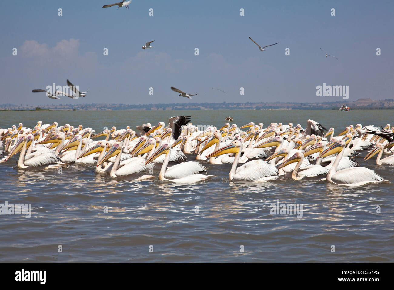 Pellicani sul Lago Tana, Etiopia Foto Stock