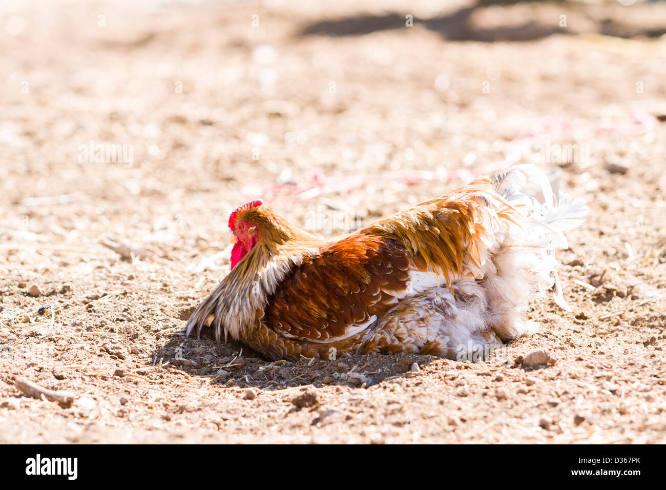 Libera rrange polli su azienda agricola biologica. Foto Stock