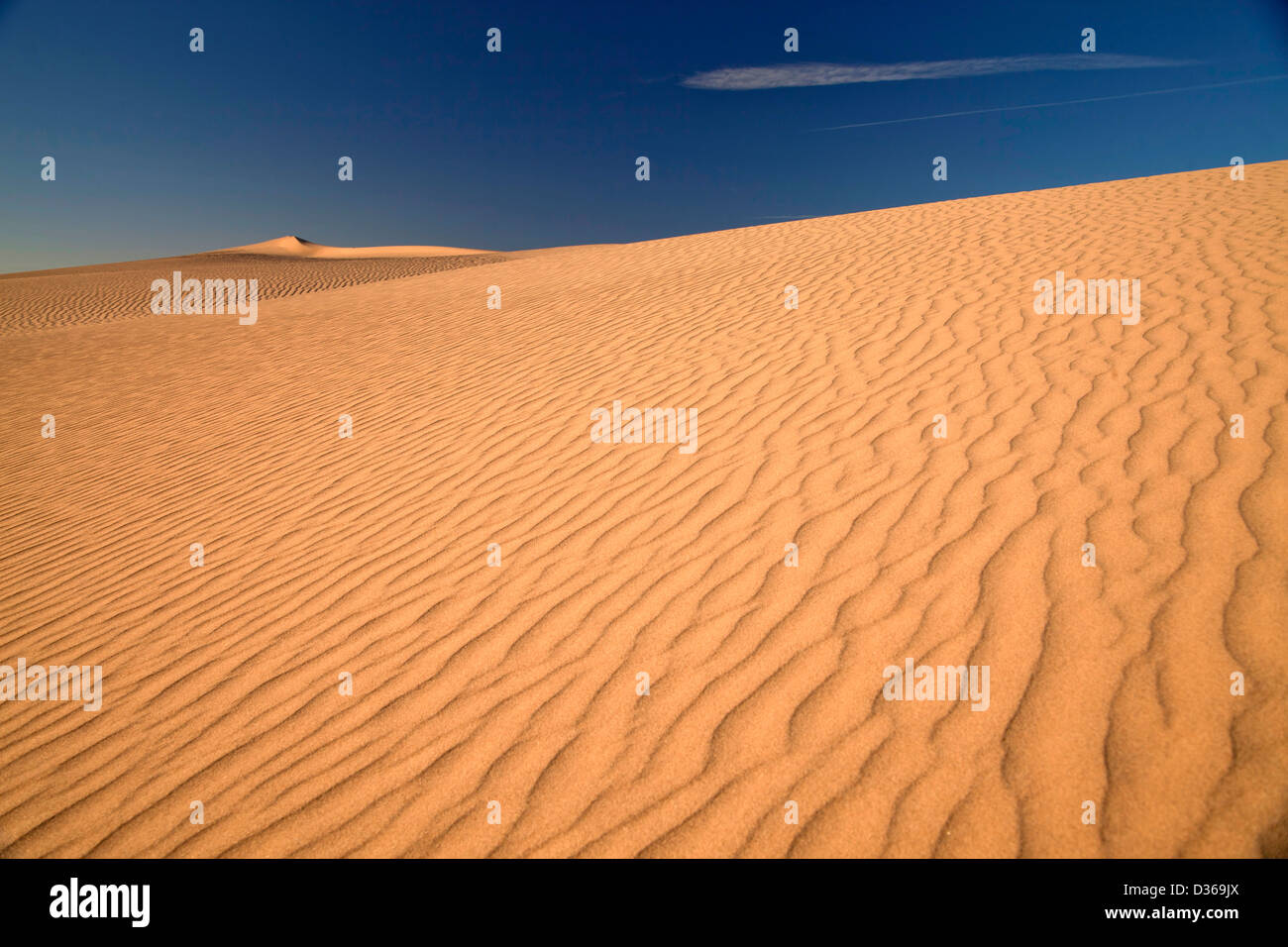 Algodones dune o Imperial dune di sabbia, Imperial County, California, Stati Uniti d'America, STATI UNITI D'AMERICA Foto Stock