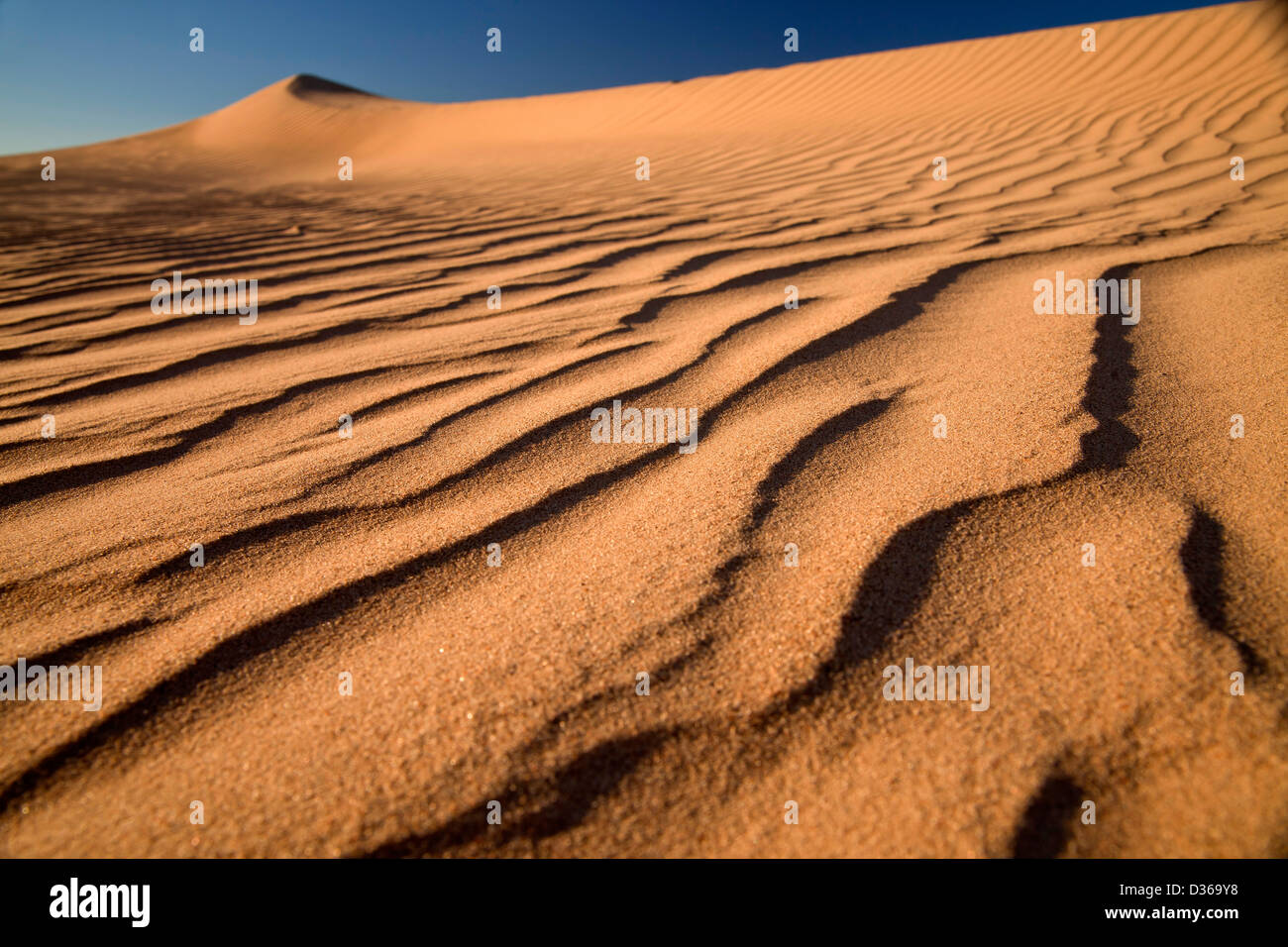 Algodones dune o Imperial dune di sabbia, Imperial County, California, Stati Uniti d'America, STATI UNITI D'AMERICA Foto Stock