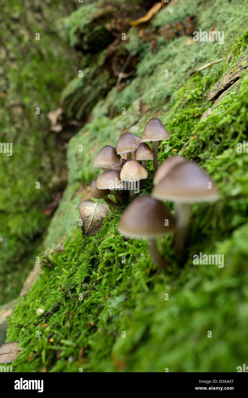 Valle di funghi. Molla fungo tra verde muschio. Foto Stock