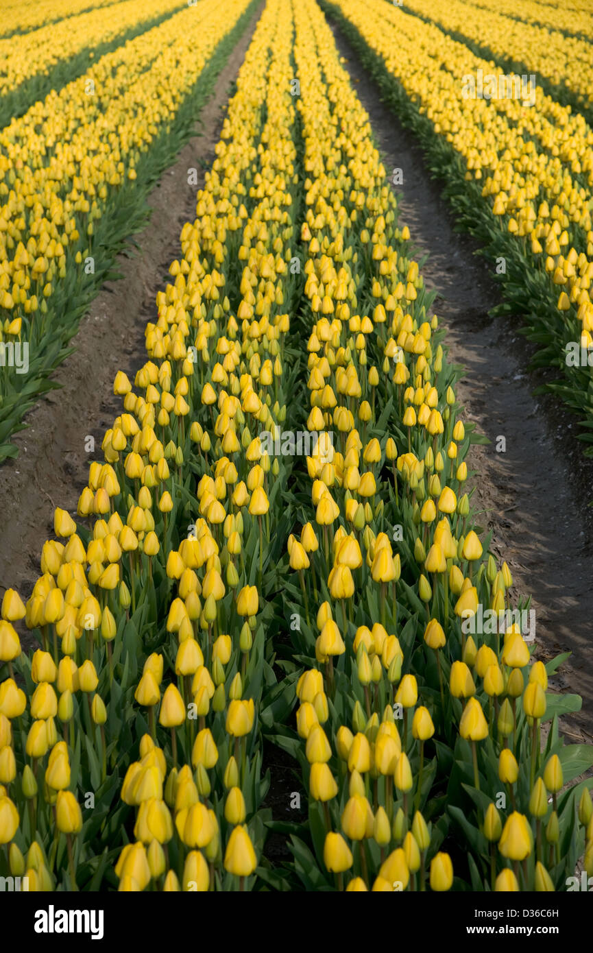 Il campo con le righe dei tulipani gialli in primavera nei Paesi Bassi Foto Stock