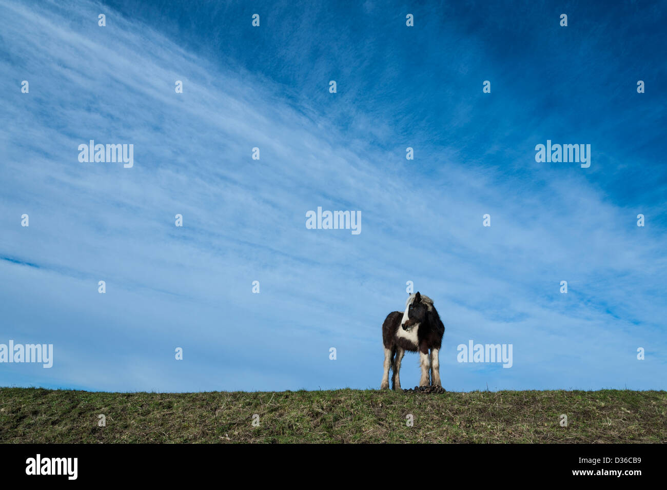 Un pony o cavallo permanente sulla propria su una banca contro un vasto cielo blu e nuvole Nel Cambridgeshire Fens East Anglia UK Foto Stock