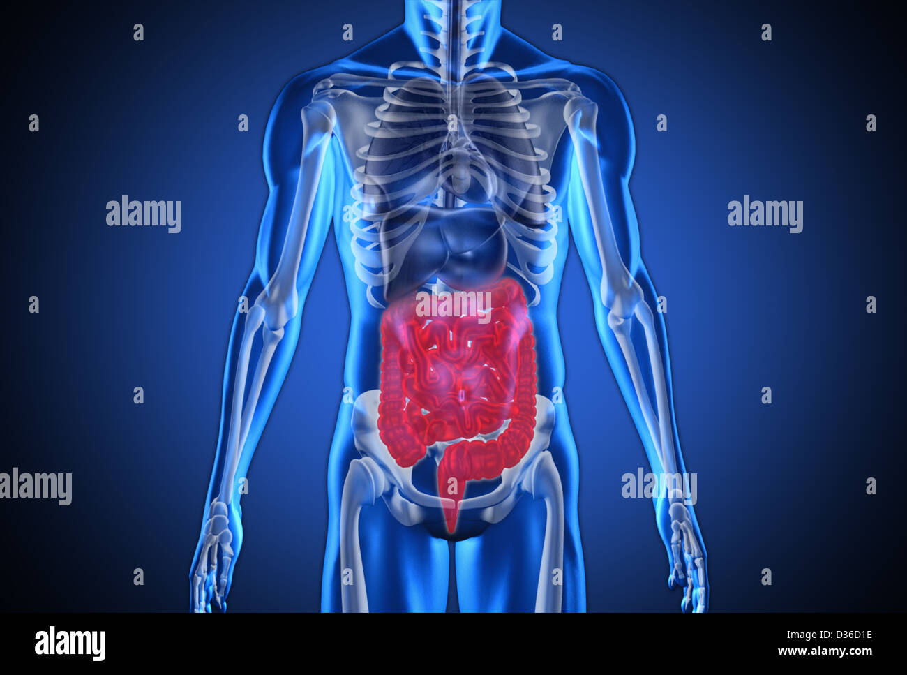 Digital blue umani con evidenziato il sistema digestivo Foto Stock