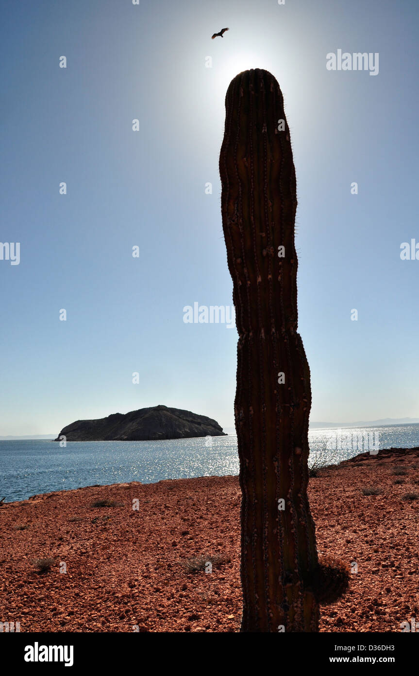 Vulture oltre Cardon cactus, Isola di Espiritu Santo, Mare di Cortez, Baja California, Messico. Foto Stock