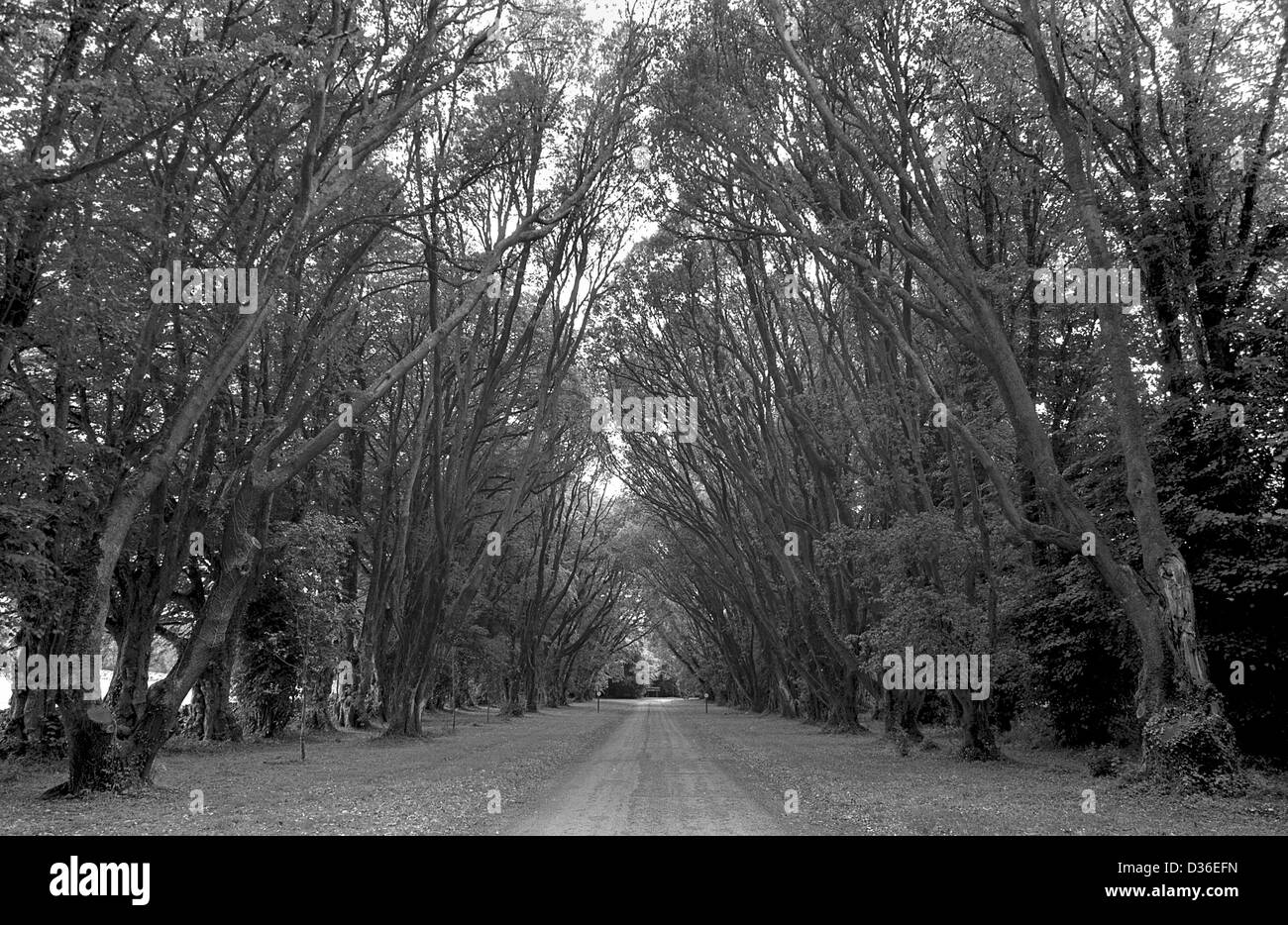 Viale di alberi di entrata del Parco di Coole, casa di Lady Gregory, Gort, Co Galway, Irlanda. W.B.Yeats, i cigni selvatici a Coole Foto Stock