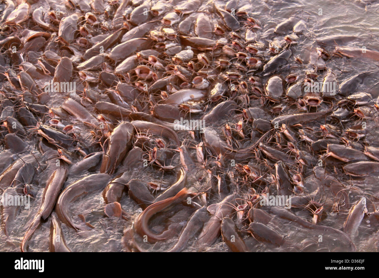 Cluster di catfish Gadi Sagar lago occidentale di Jaisalmer Rajasthan in India Foto Stock