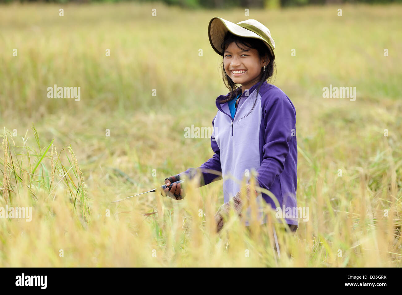 Ragazza birmano la mietitura del riso maturi in campo, Thailandia Foto Stock