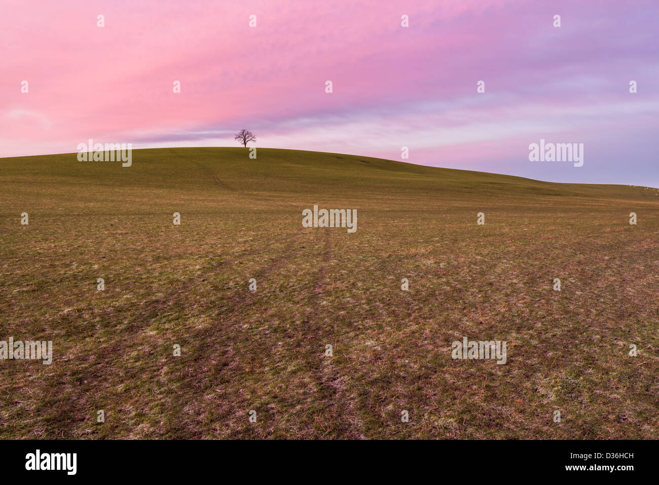 Lone Tree sulla collina circondata da campi su una mattina inverni, Warwickshire, Inghilterra, Regno Unito Foto Stock