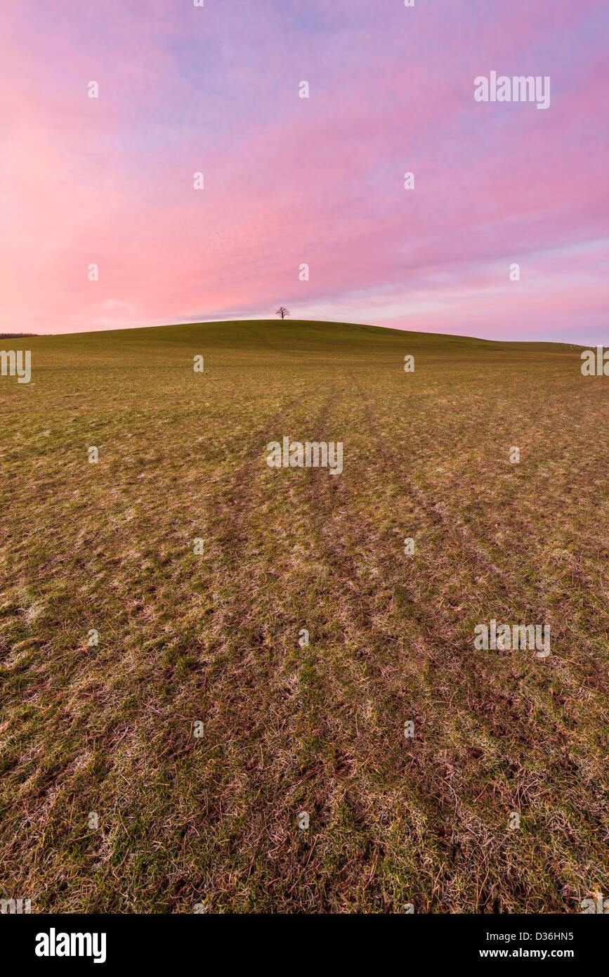 Lone Tree sulla collina circondata da campi su una mattina inverni, Warwickshire, Inghilterra, Regno Unito Foto Stock