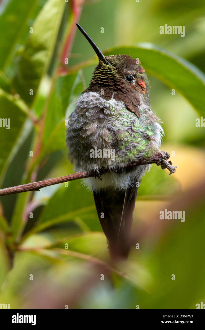 Anna (Hummingbird Calypte anna) appollaiato in un albero in Carmal Valley Village, California, Stati Uniti d'America in luglio Foto Stock