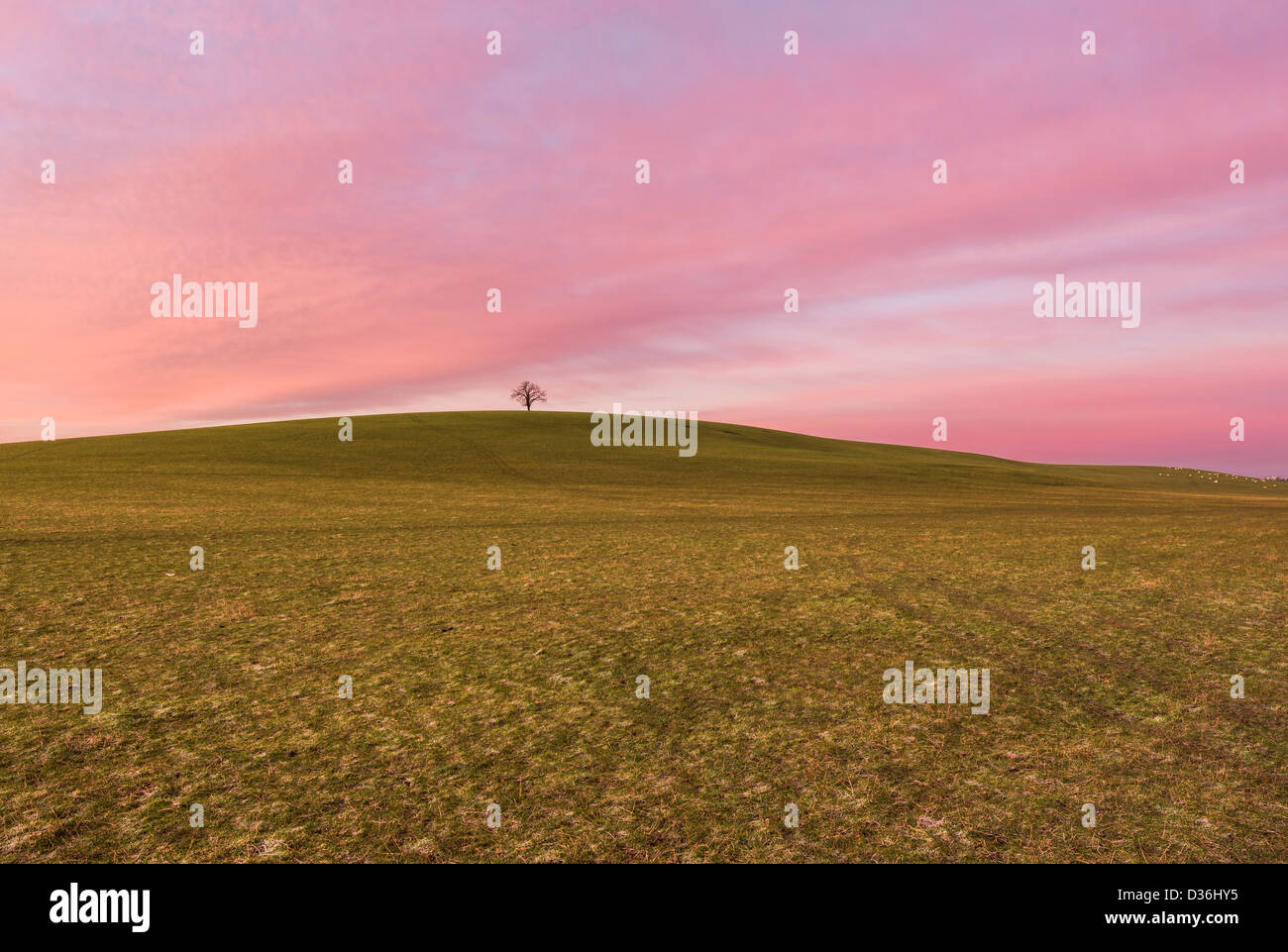 Lone Tree sulla collina circondata da campi su una mattina inverni, Warwickshire, Inghilterra, Regno Unito Foto Stock