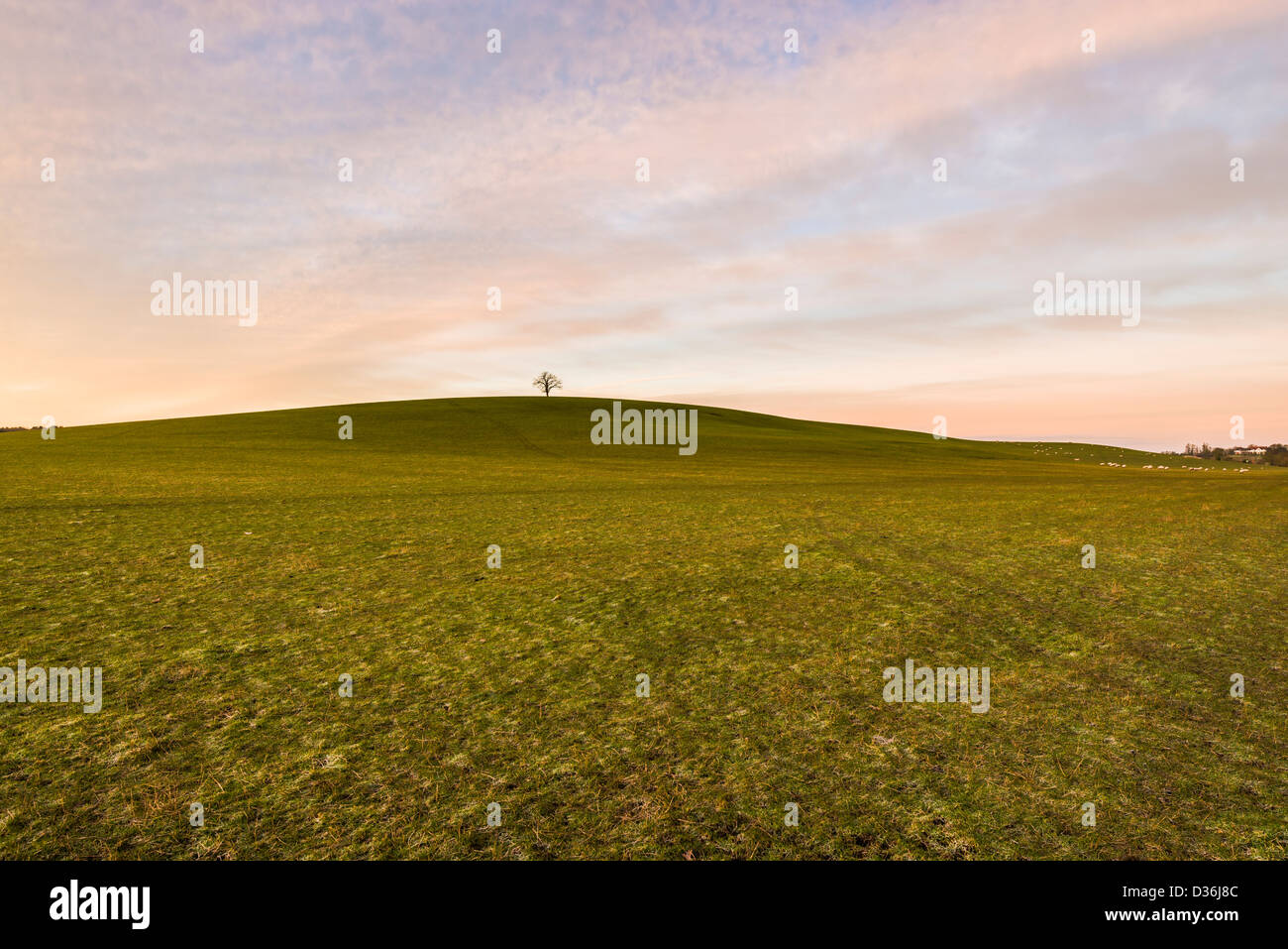 Lone Tree sulla collina circondata da campi su una mattina inverni, Warwickshire, Inghilterra, Regno Unito Foto Stock