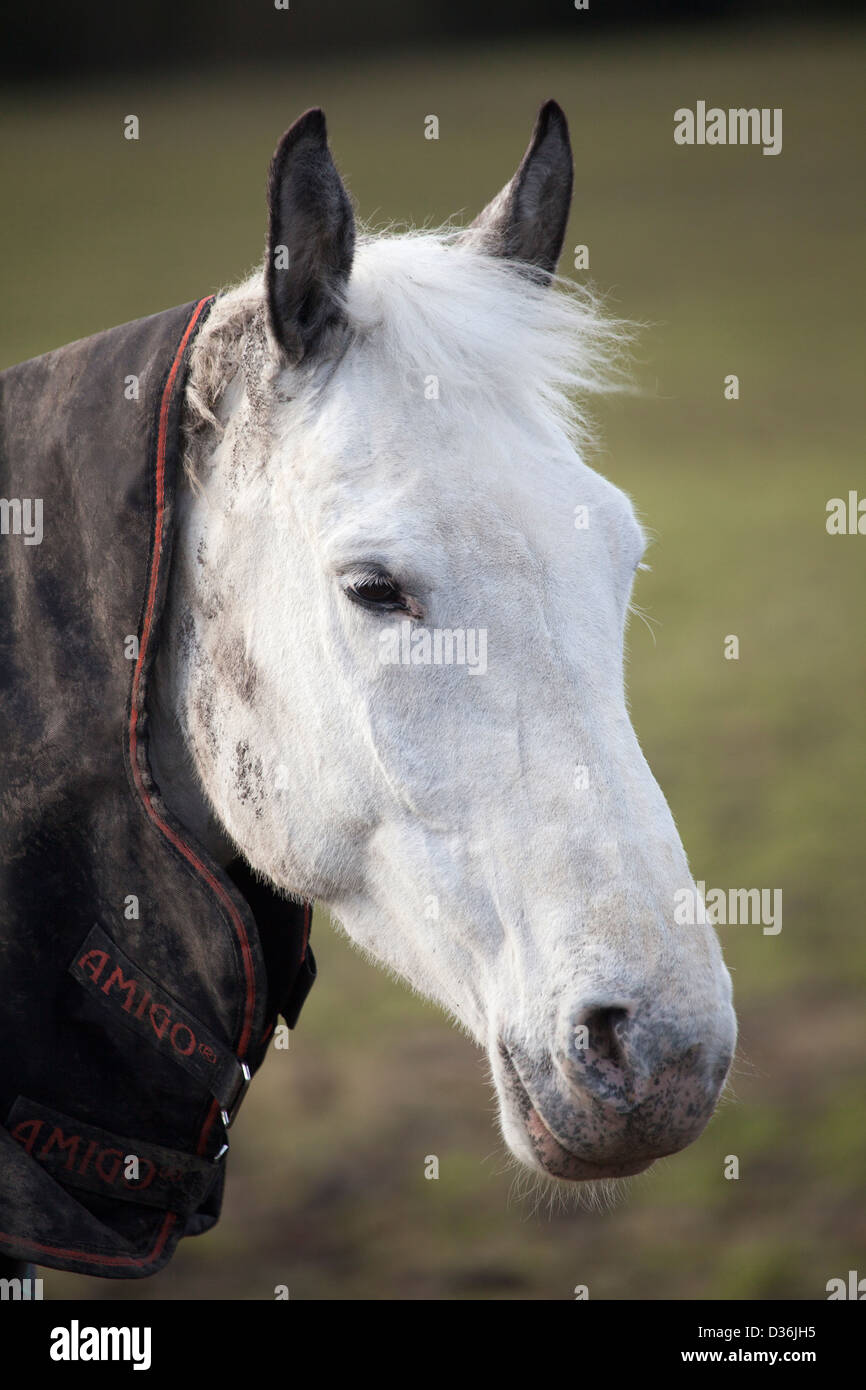 Triste cavallo a freddo nel campo Foto Stock