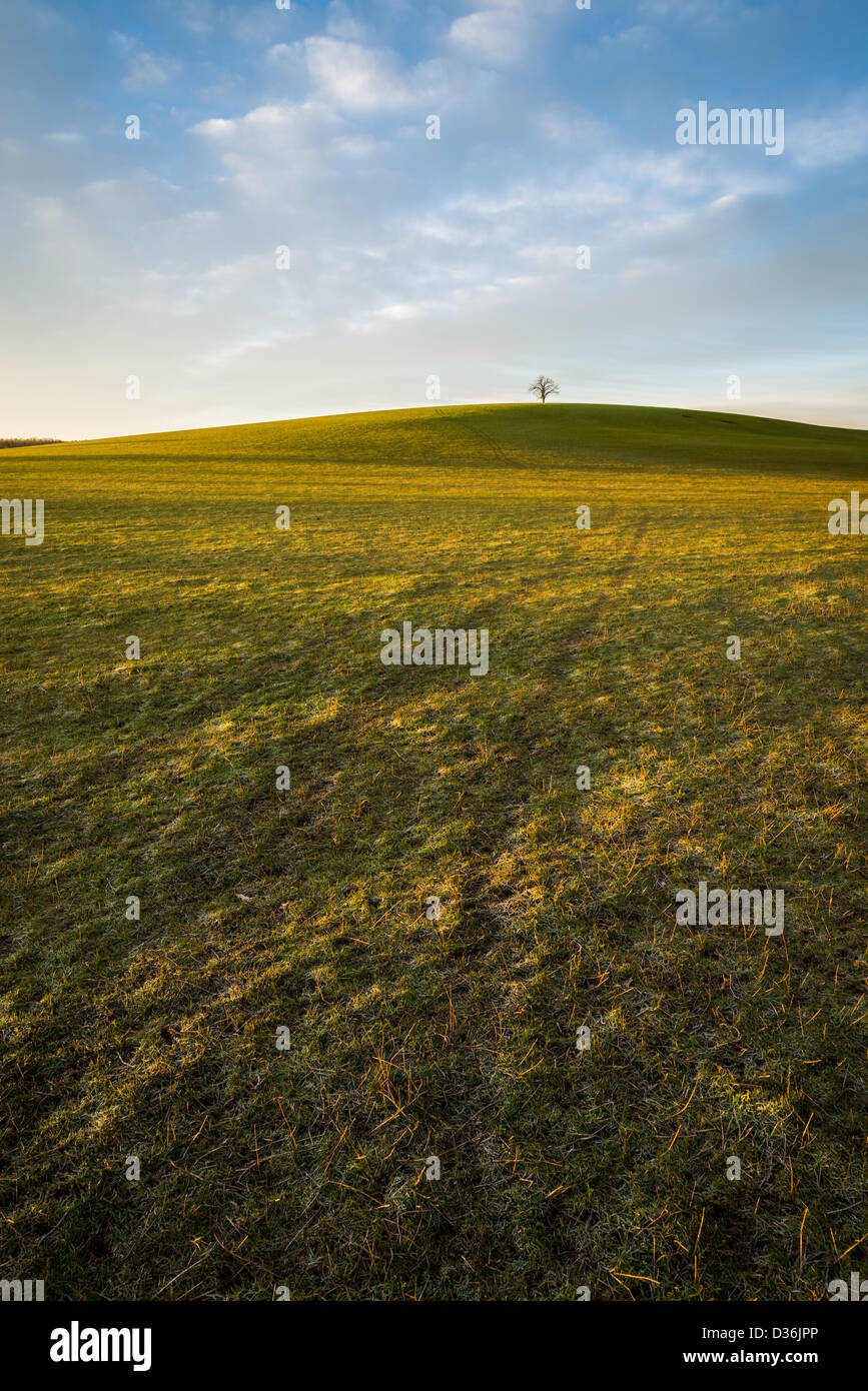 Lone Tree sulla collina circondata da campi su una mattina inverni, Warwickshire, Inghilterra, Regno Unito Foto Stock