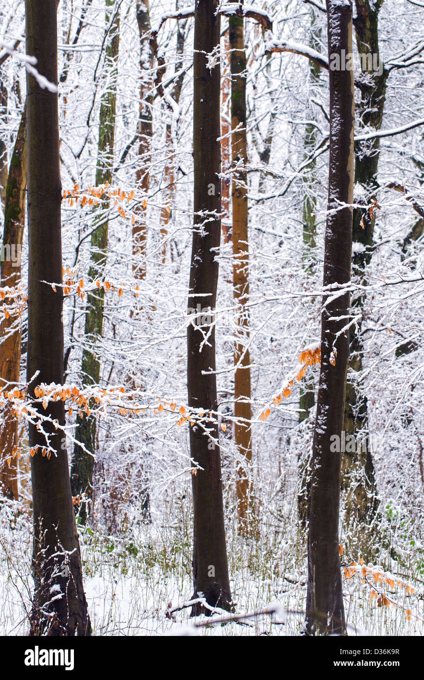 Alberi decidui in un bosco d'inverno. Foto Stock
