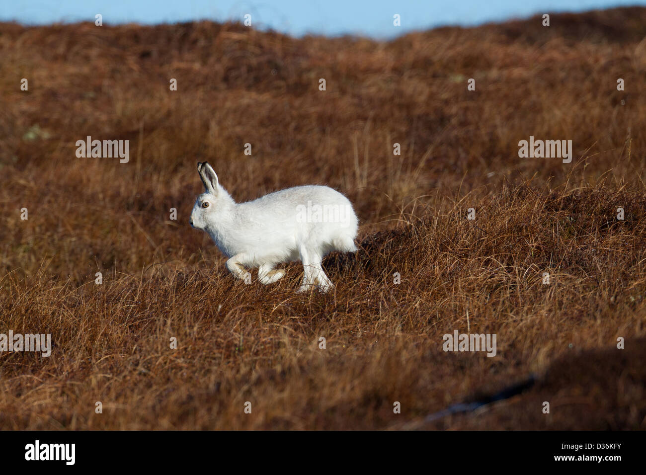 Mountain (o blu) lepre Lepus timidus isole Shetland, Scotland, Regno Unito Foto Stock