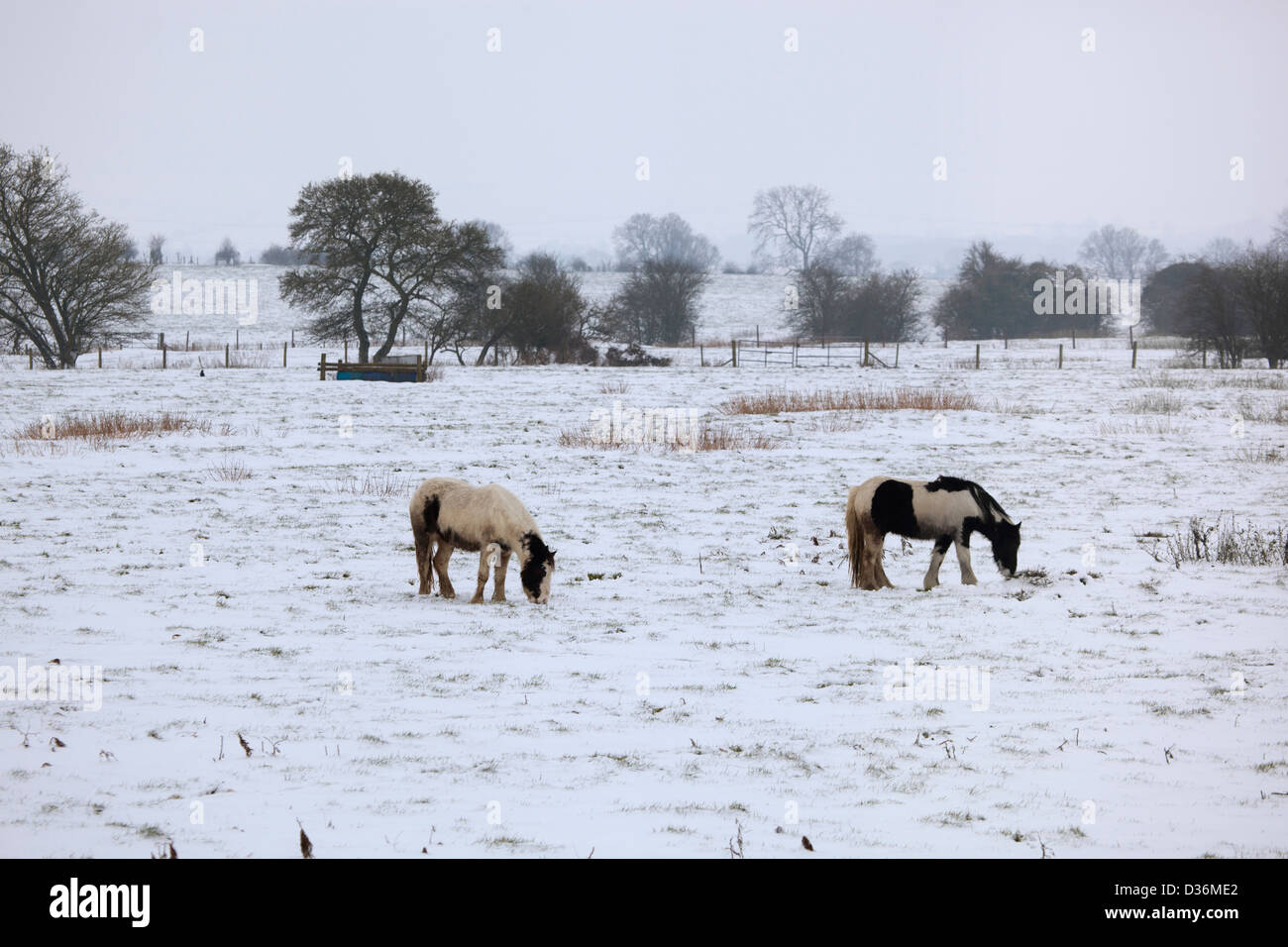 I cavalli in coperta di neve campo Foto Stock