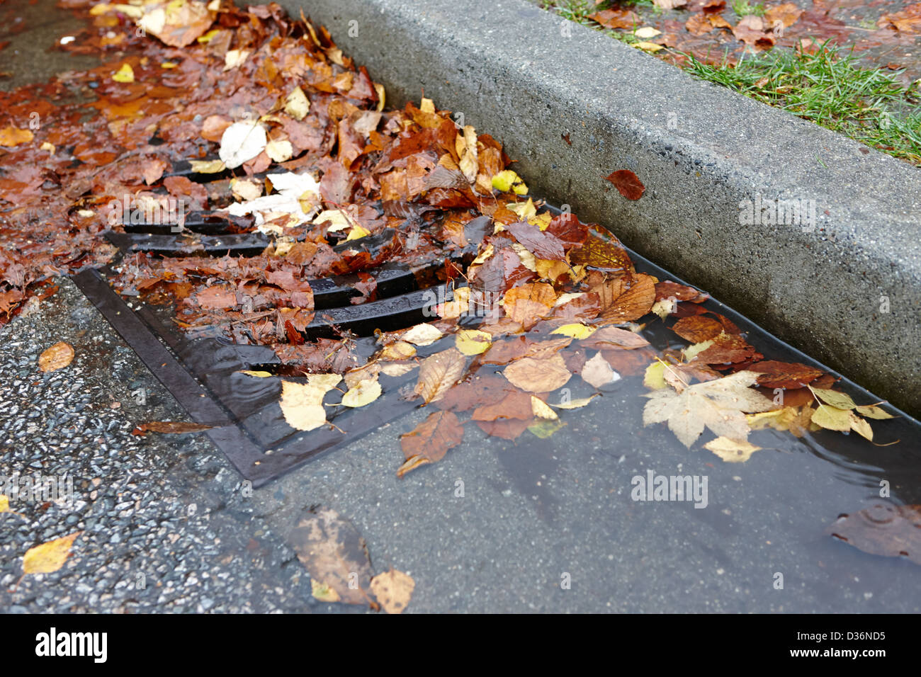 Caduto Foglie di autunno bloccando acque meteoriche svuotare Vancouver BC Canada Foto Stock