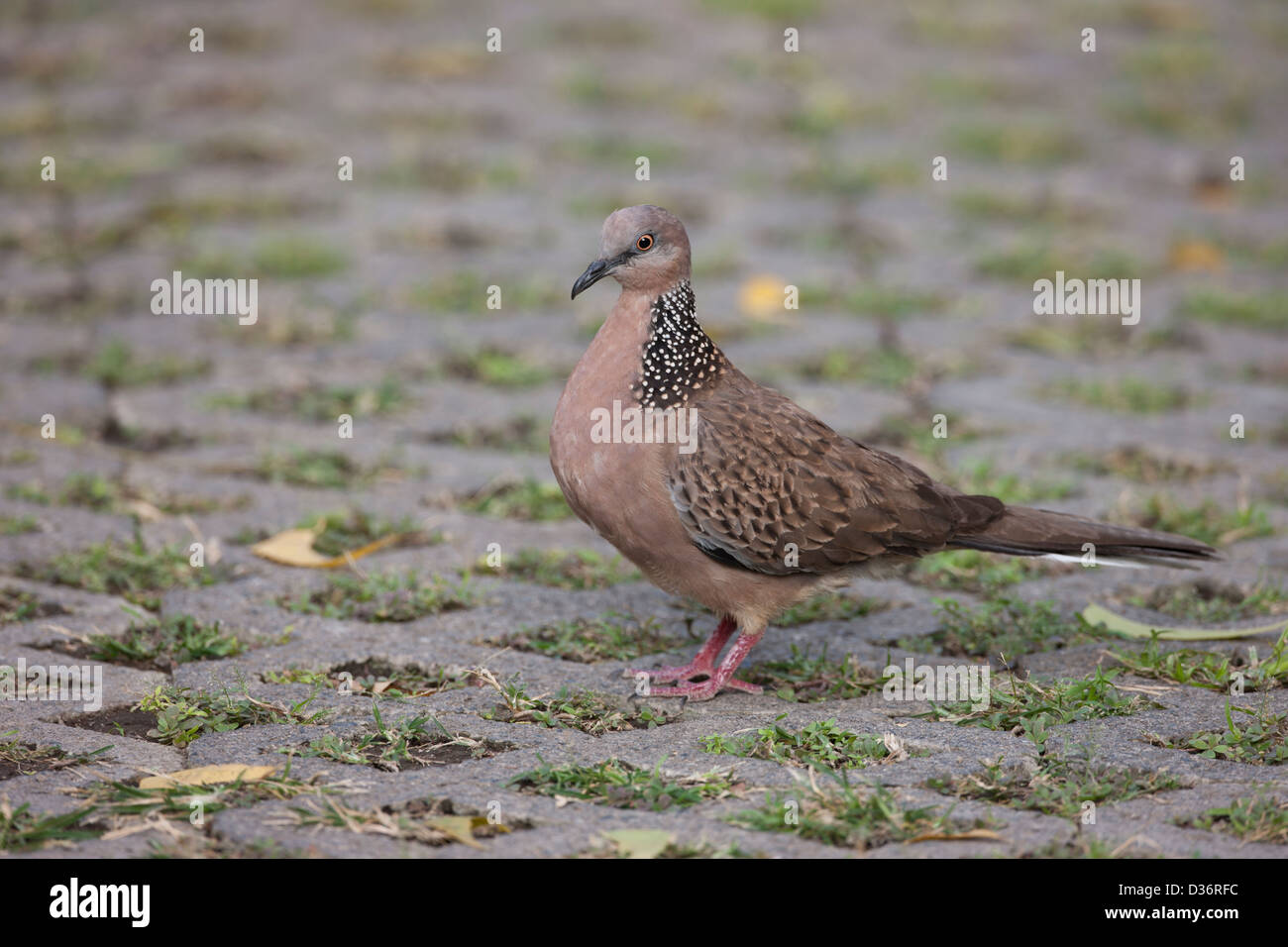 Colomba punteggiata (Streptopelia chinensis tigrina), rovistando presso il Resort Mimpi Tulamben in Bali, Indonesia. Foto Stock