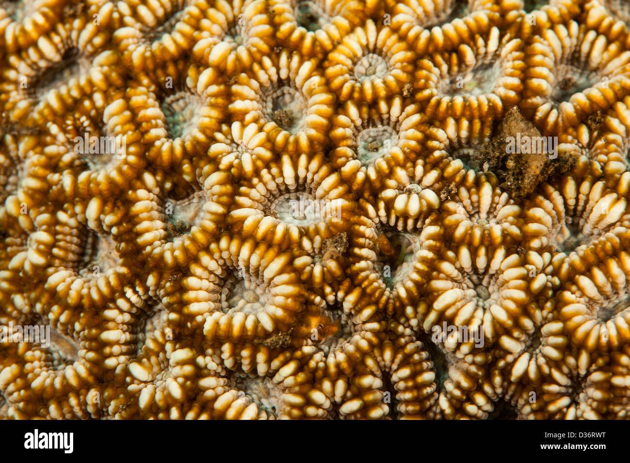 Primo piano di coralli duri di Bali, Indonesia. Foto Stock