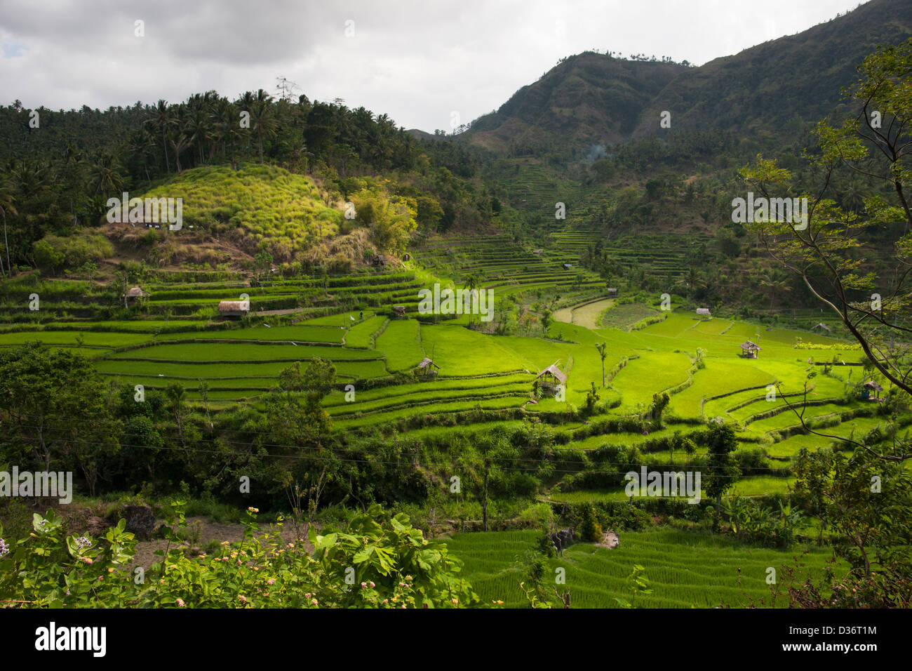 Una vista panoramica di una bella risaie circondata da colline a est Collina Paese di Bali, Indonesia. Foto Stock