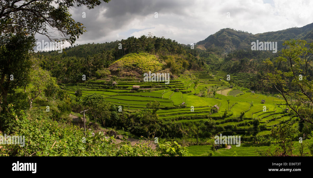 Una vista panoramica di una bella risaie circondata da colline a est Collina Paese di Bali, Indonesia. Foto Stock