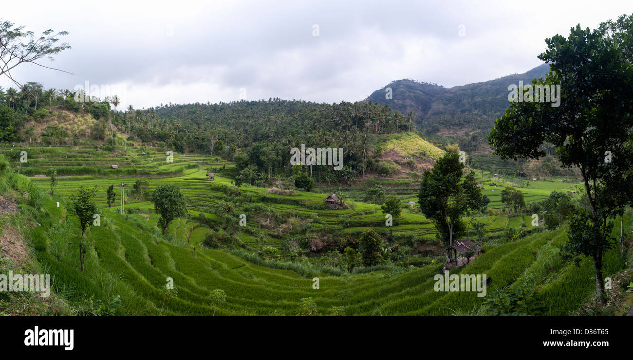 Una vista panoramica di una bella risaie circondata da colline a est Collina Paese di Bali, Indonesia. Foto Stock