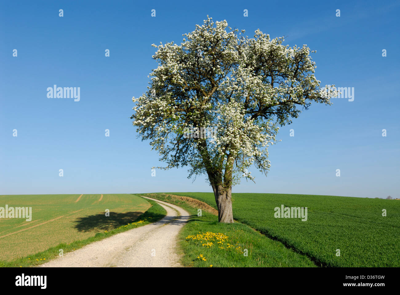 Vecchio single pear tree che fiorisce in primavera, farm road e campi Foto Stock