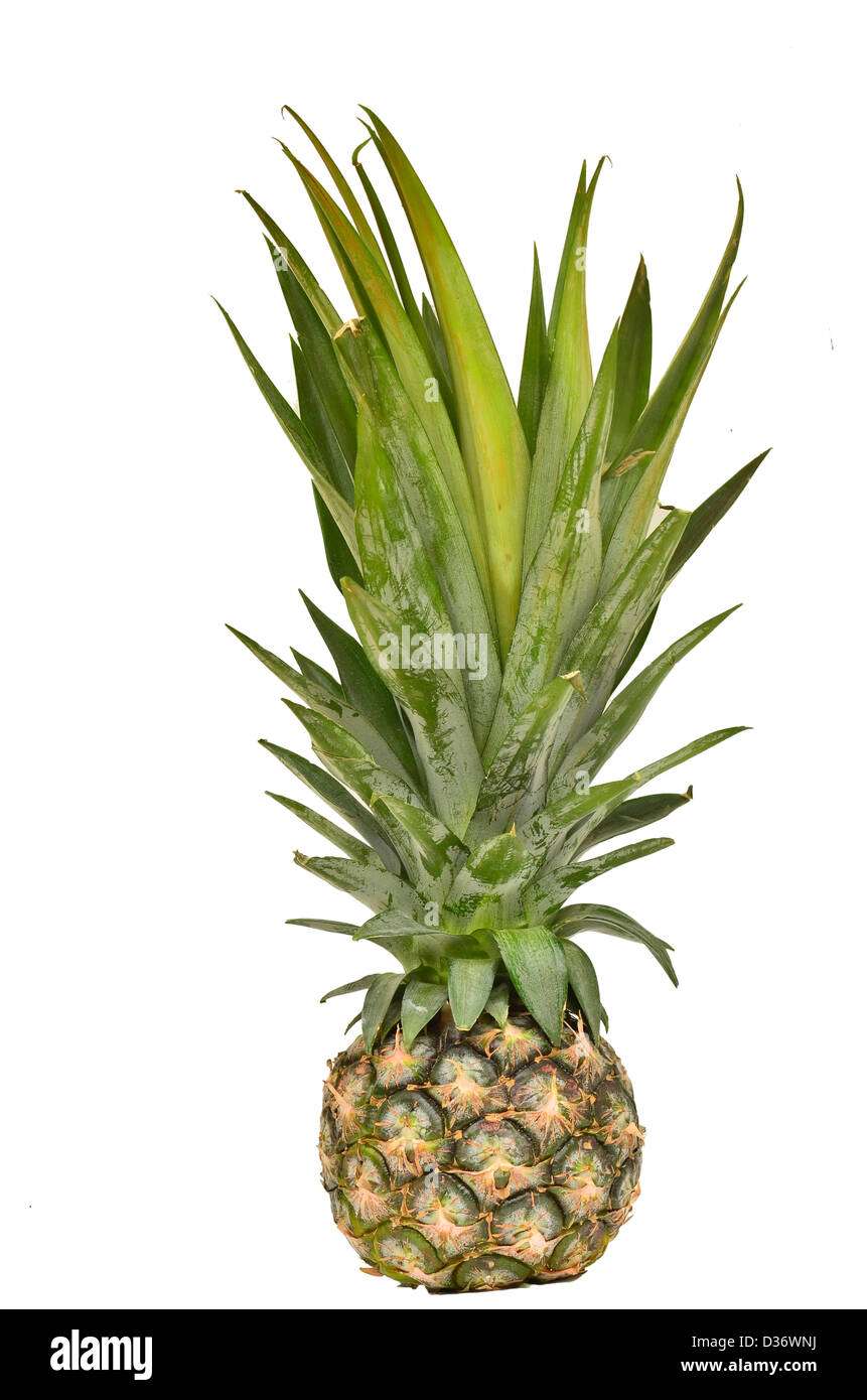 Ananas Foto Stock