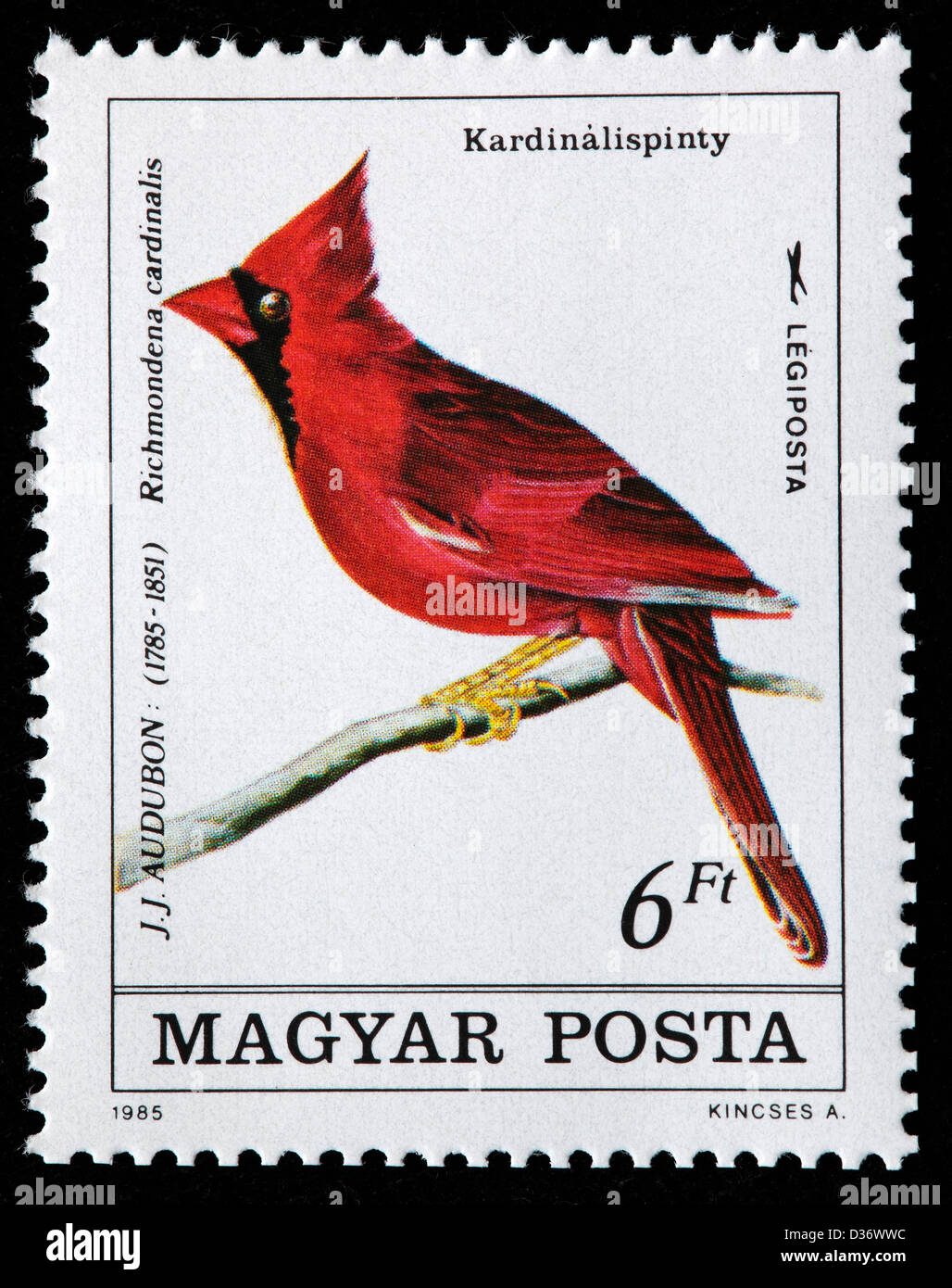 Audubon illustrazione, francobollo, Ungheria, 1985 Foto Stock