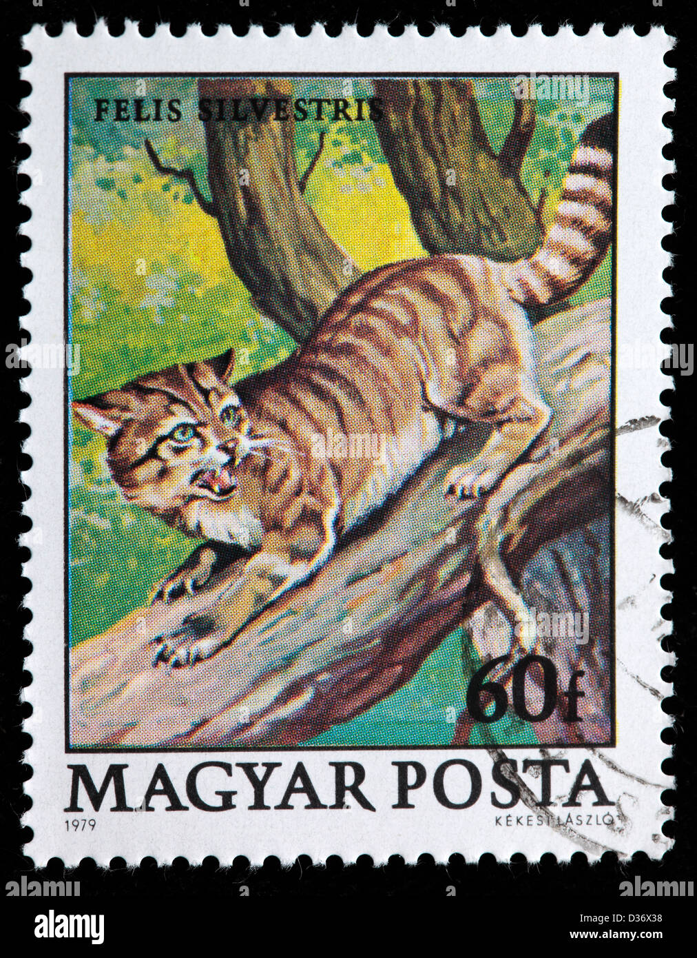 Gatto selvatico (Felis silvestris), francobollo, Ungheria, 1979 Foto Stock