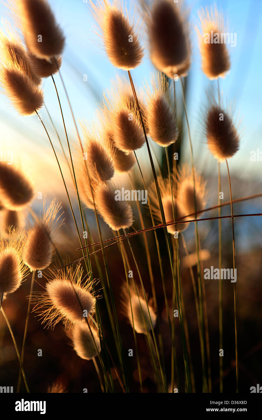 Fiori che crescono nella sabbia immagini e fotografie stock ad alta  risoluzione - Alamy