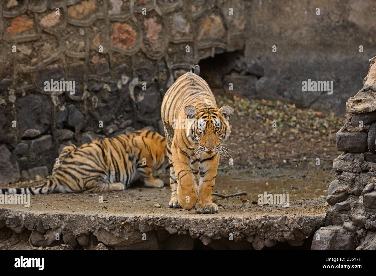 Tigre del Bengala famiglia - madre con i cuccioli - acqua potabile in una diga costruita su un flusso in Ranthambhore national park, India Foto Stock