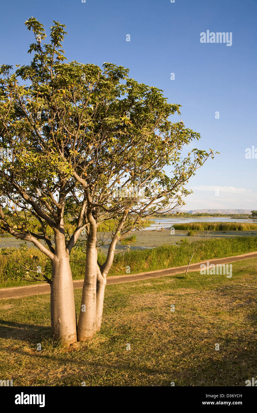 Alberi Boab, Lago Kununnura, Est regione di Kimberley, Kununnura, Australia occidentale Foto Stock