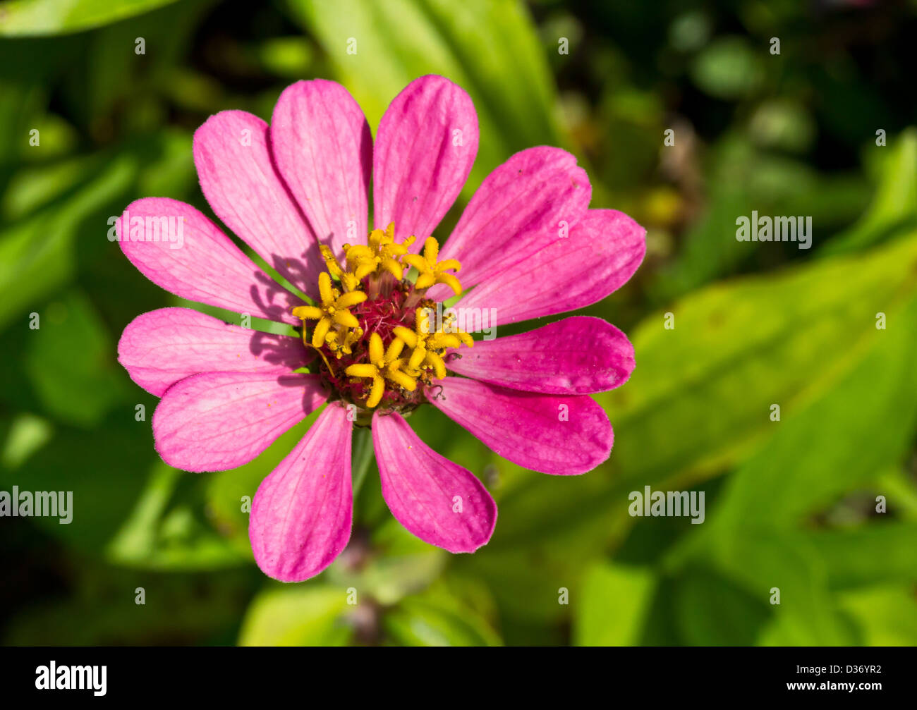 Primo piano della Rosa Zinnia fiore Foto Stock