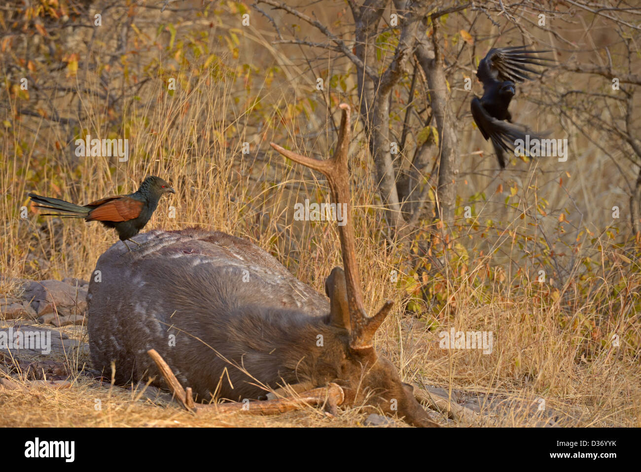 Grandi fatturati corvi e maggiore di scavenging Coucals su un dead Sambar cervi in Ranthambhore riserva della tigre Foto Stock