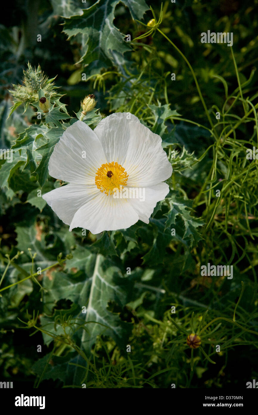 Bianco fiore di papavero Foto Stock